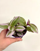 Tradescantia Nanouk