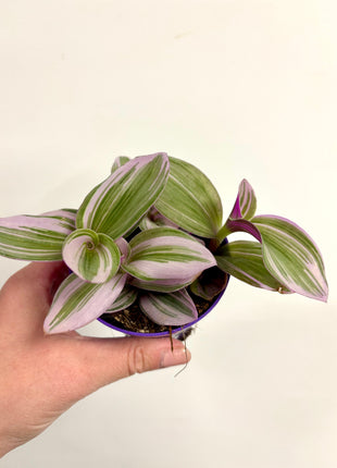 Tradescantia Nanouk