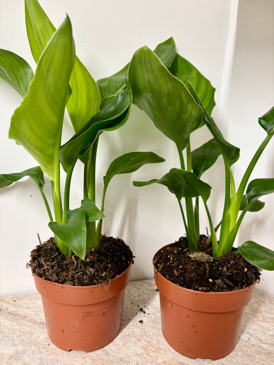 Strelitzia Nicolai / Bird Of Paradise
