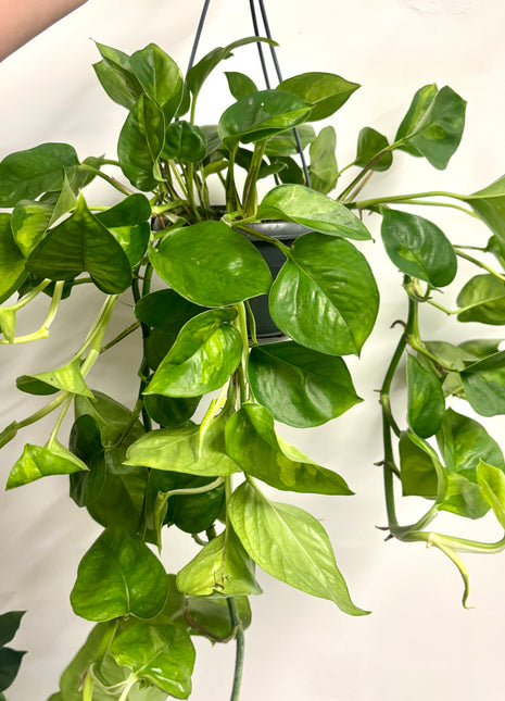 Epipremnum Global Green