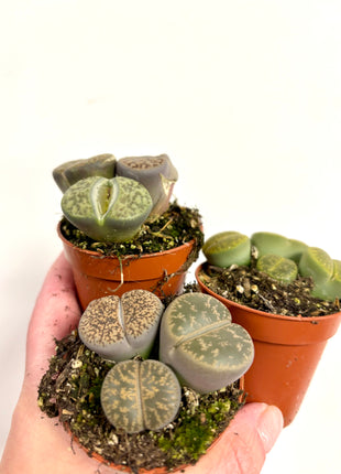 Lithops