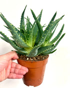 Aloe Arborescens