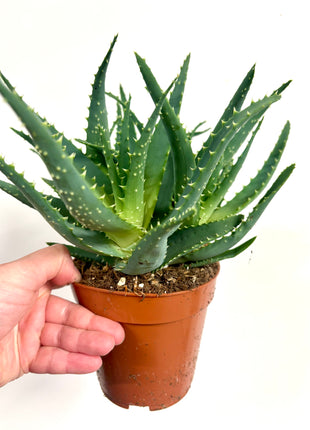 Aloe Arborescens