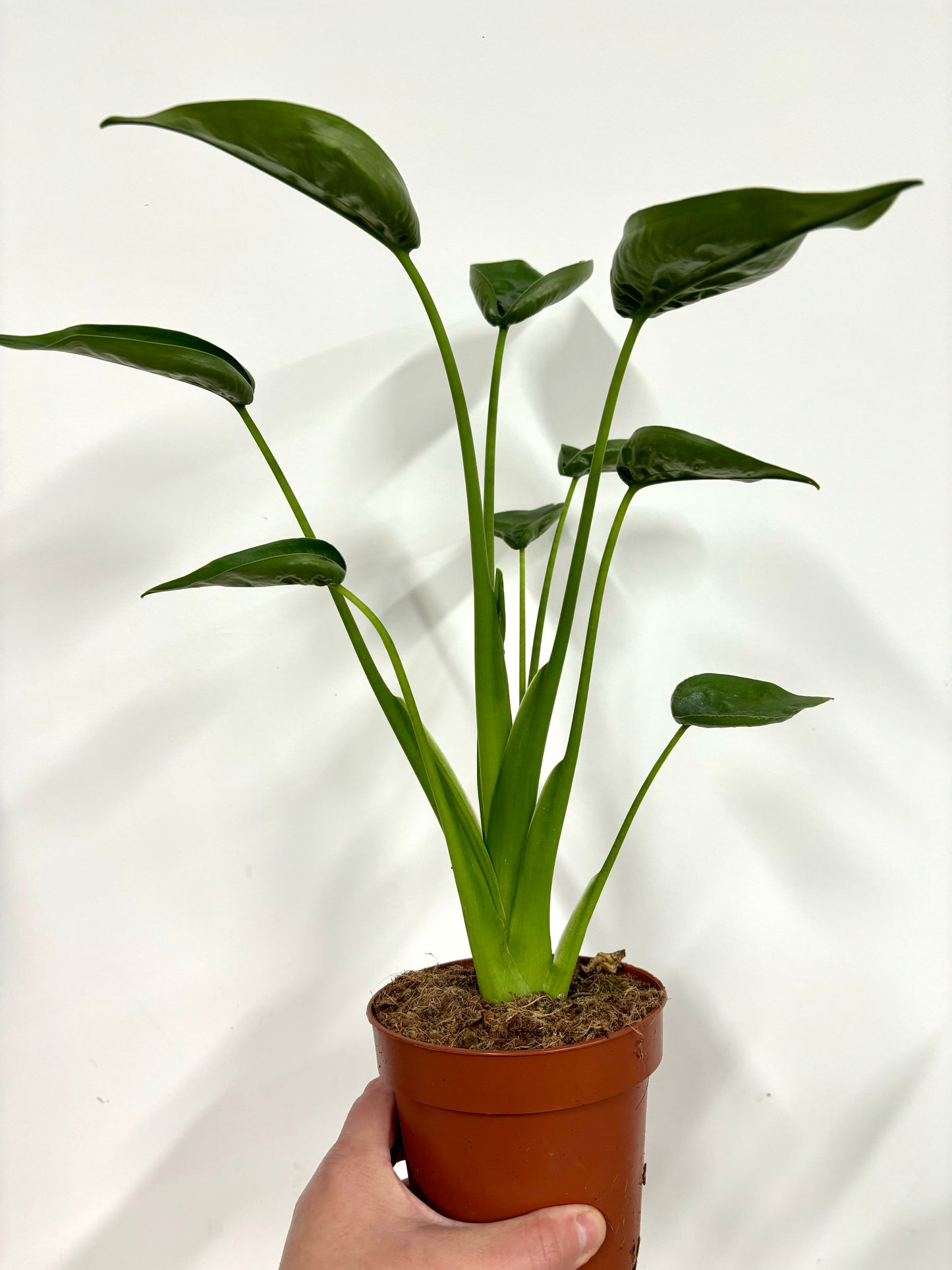 Alocasia Tiny Dancer