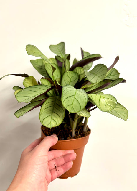 Ctenanthe Amagris