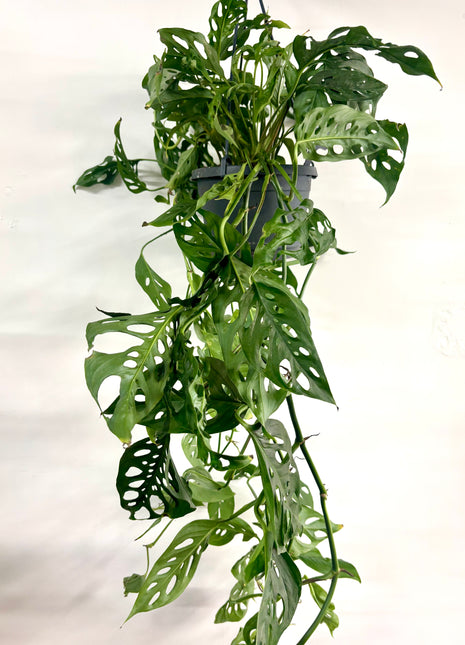 Monstera Adansonii