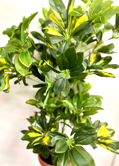 Faux Schefflera variegated