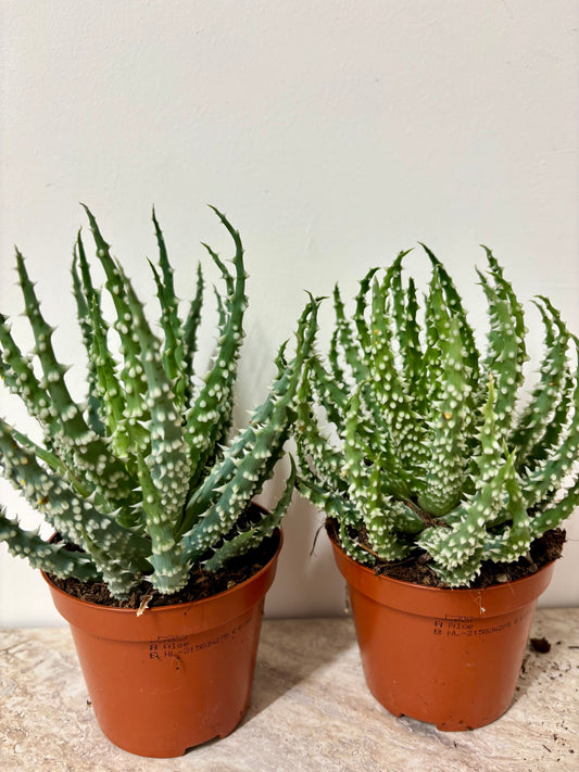 Aloe Humilis Shark