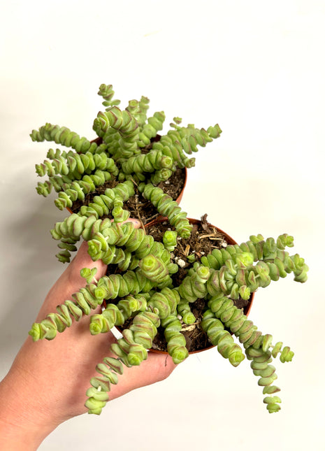 Crass Marnieriana Hottentot