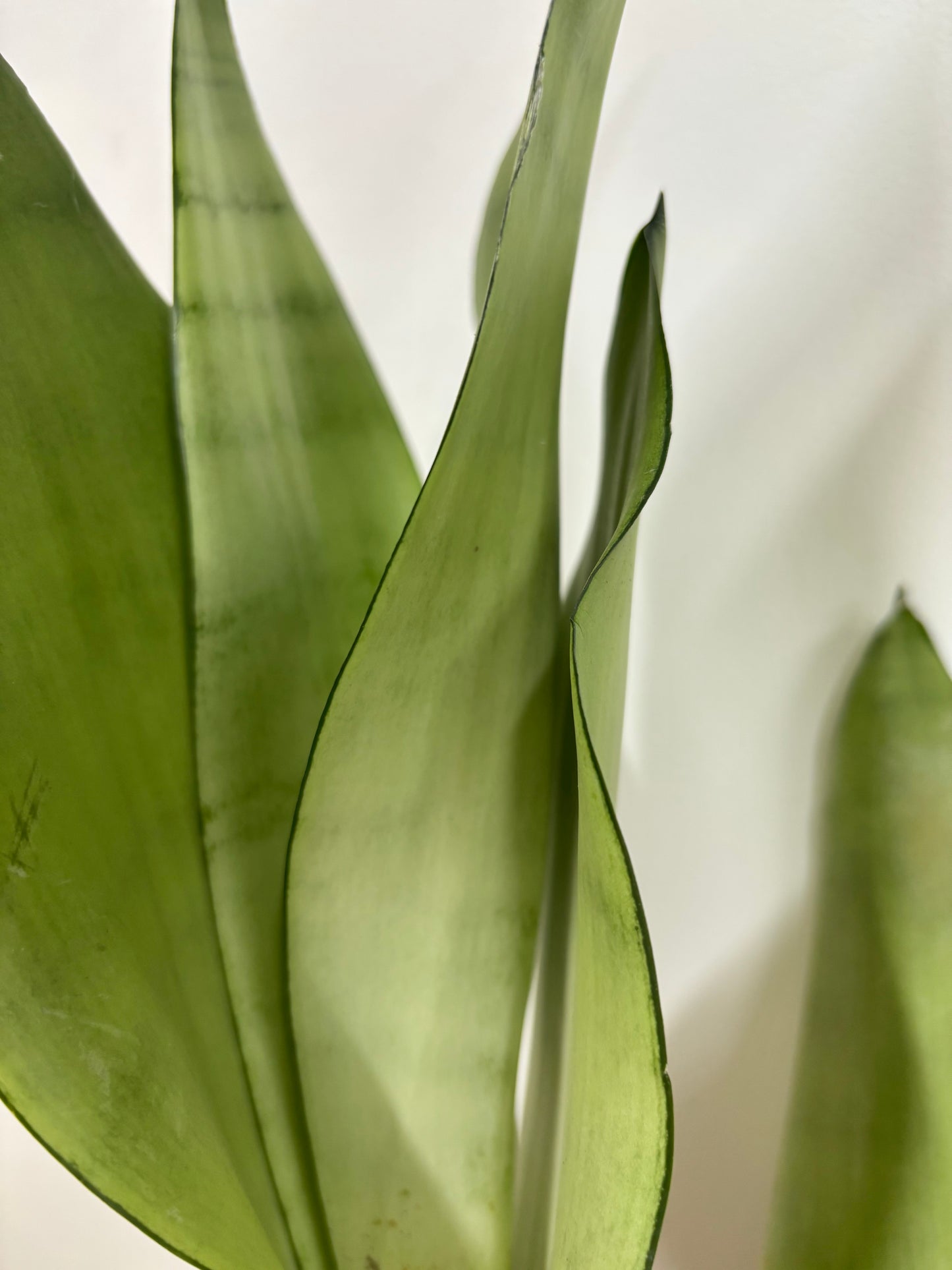 Sansevieria Moonshine