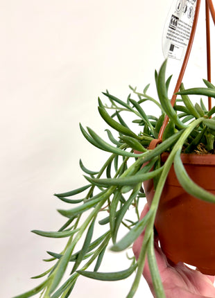Senecio Fish hook