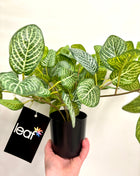 Faux pothos