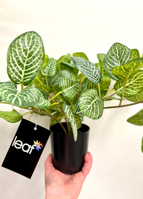 Faux pothos