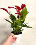 Anthurium Red