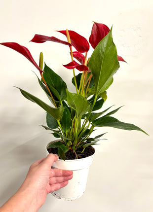 Anthurium Red