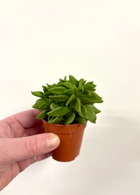 Peperomia Happy Bean