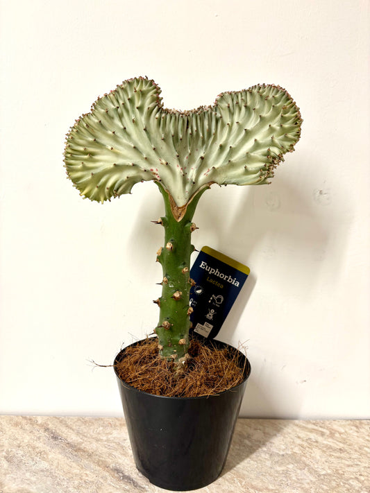 Euphorbia Lactea