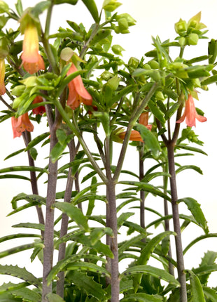 Kalanchoe Lucky Bells