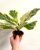 Ficus Lyrata Variegata
