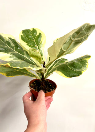 Ficus Lyrata Variegata