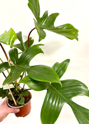 Philodendron Florida