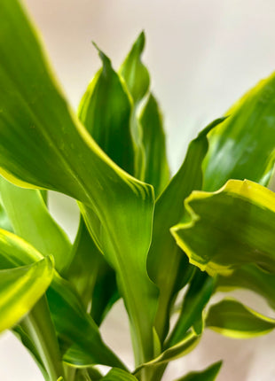 Dracaena Golden Coast