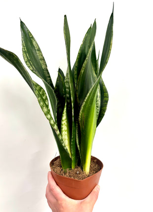 Sansevieria Whitney