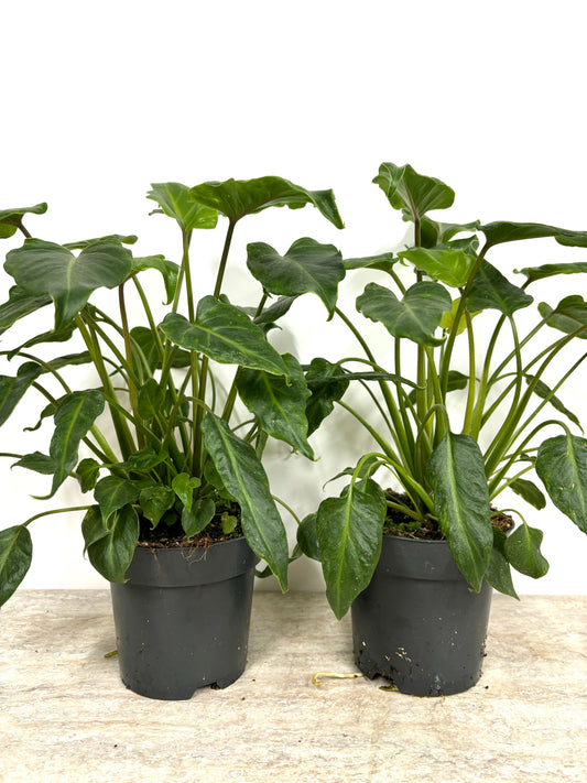 Philodendron Xanadu