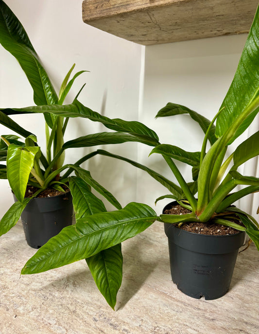Philodendron Campii Lynette