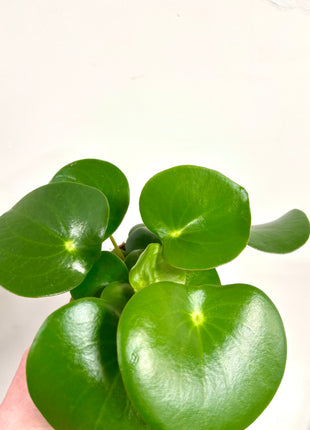 Peperomia Raindrop
