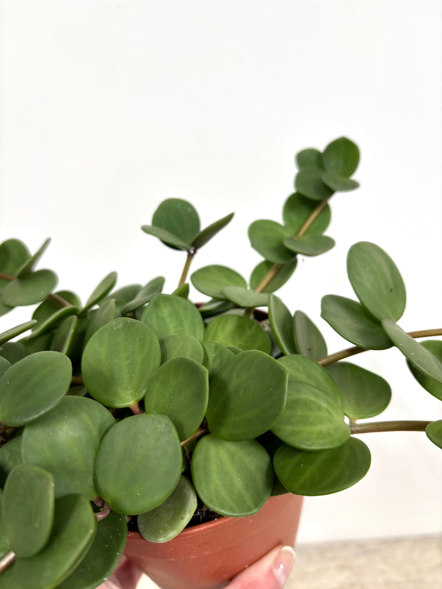 Peperomia Hope