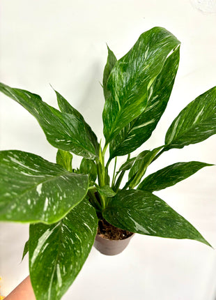 Spathiphyllum/ Peace Lily variegated