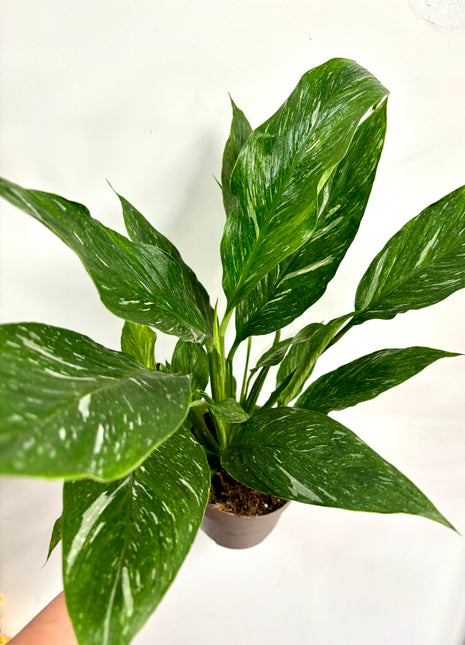 Spathiphyllum/ Peace Lily variegated