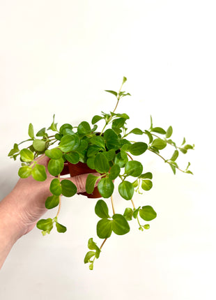 Peperomia Rotundifolia