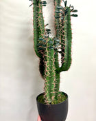 Faux Cactus