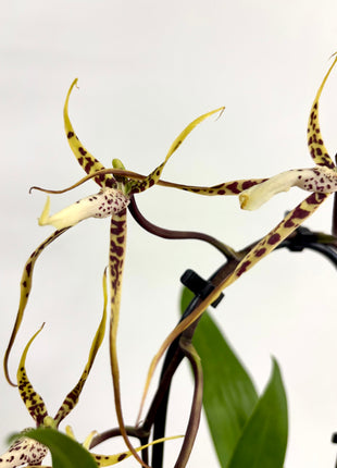Cambria Orchid