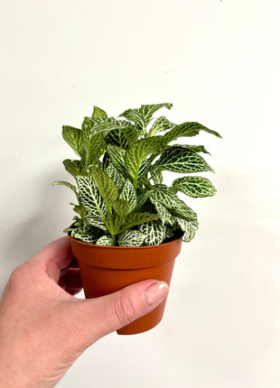 Fittonia - White