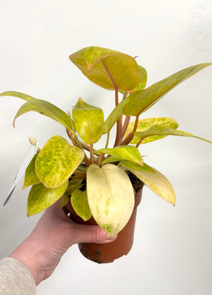 Philodendron Painted Lady