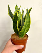 Sansevieria Futura Superba
