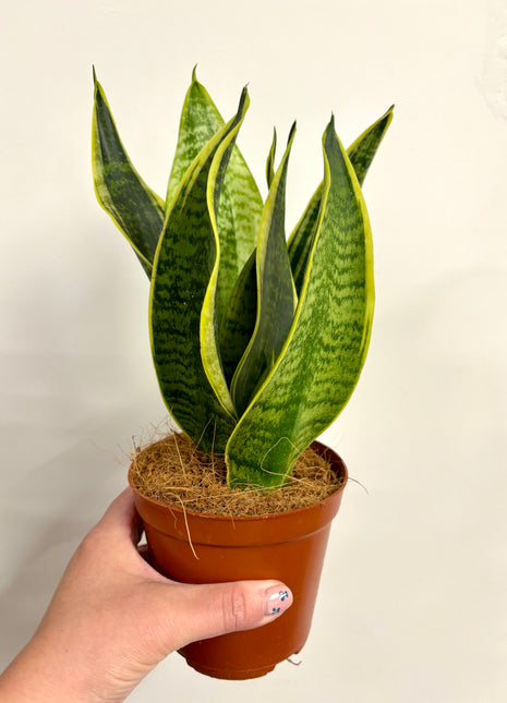 Sansevieria Futura Superba