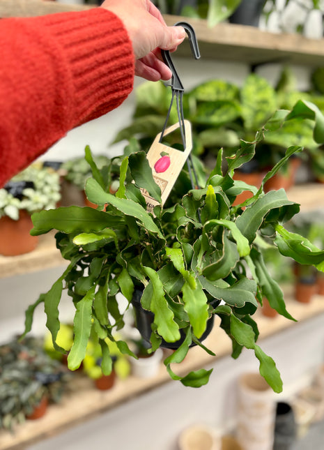 Epiphyllum Guatemalense