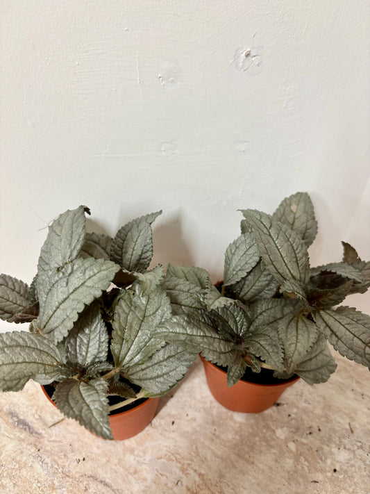 Pilea Ellen