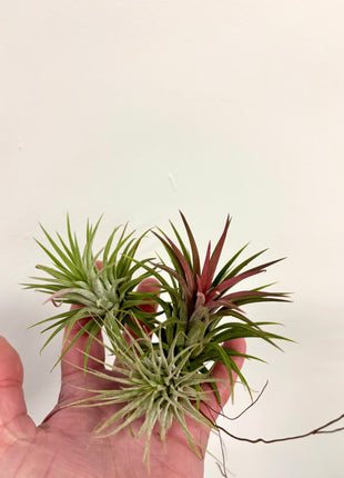 Air plants