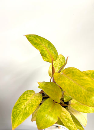 Philodendron Painted Lady