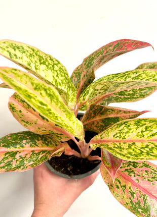 Aglaonema Prestige