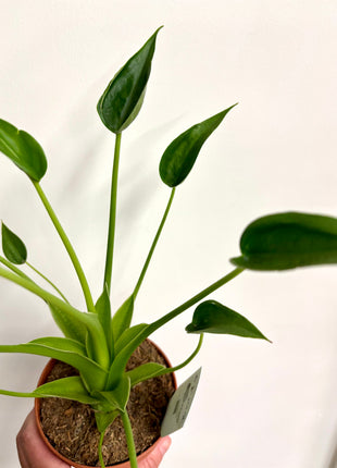 Alocasia Tiny Dancer