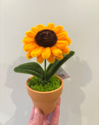 Sunflower potted