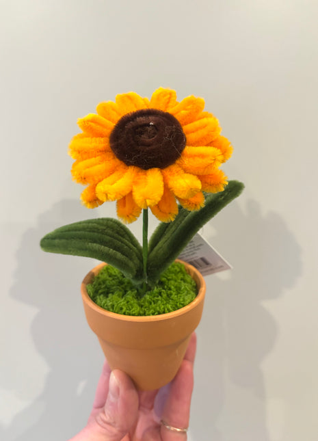 Sunflower potted