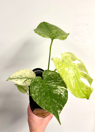 Monstera Mint