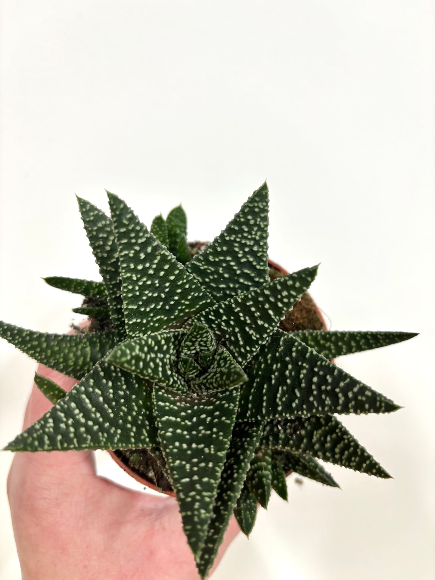 Gasterhaworthia Royal Higness